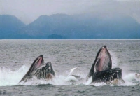 Whales Eating Krill